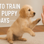 puppy with owner