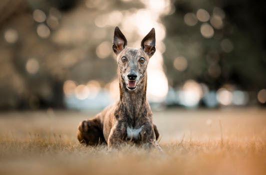 Smiling greyhound dog laying on grass in a sunny park setting.