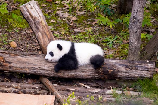 Cute giant panda cub lying on a log in a green forested area, showcasing wildlife in nature.