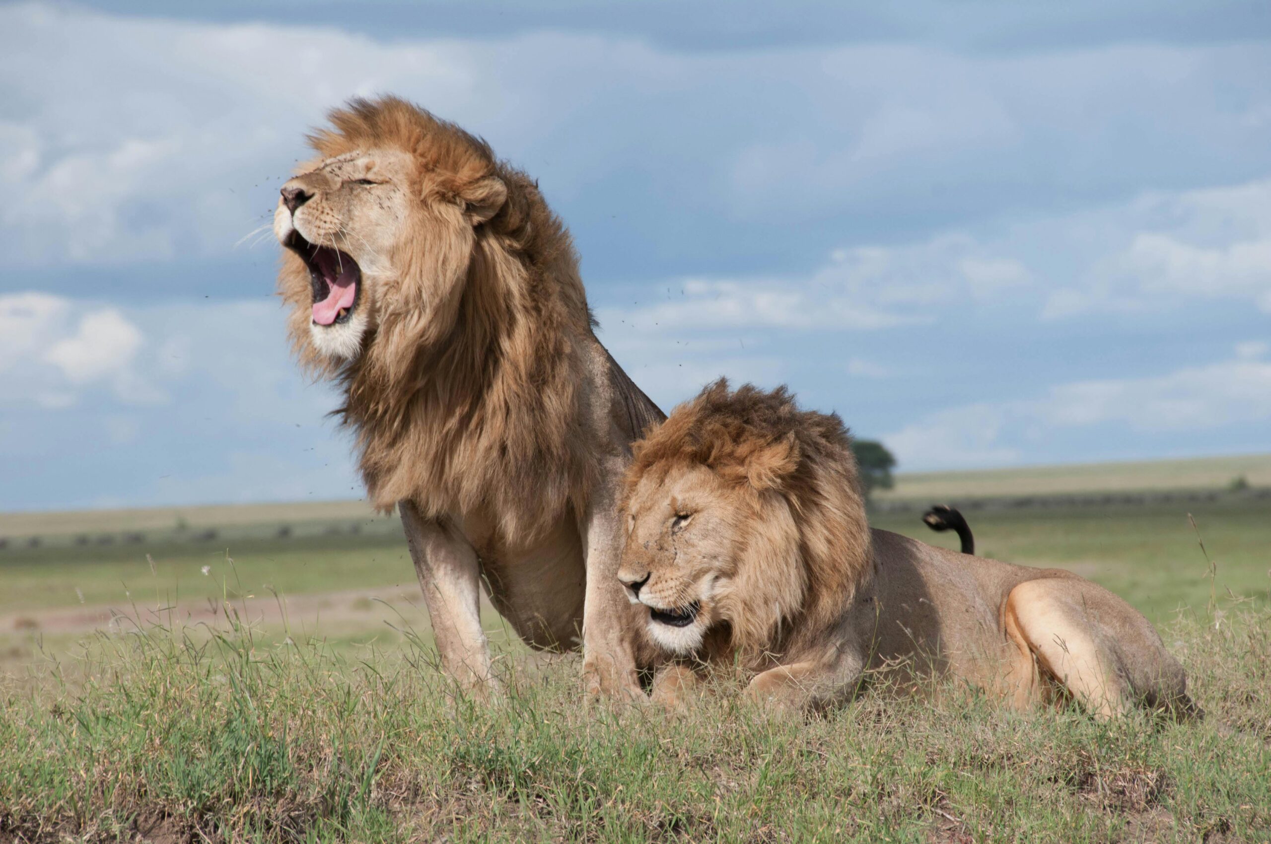 How Lions Communicate in the Wild