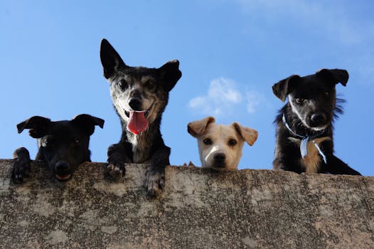 Four playful dogs peek over a wall against a clear blue sky in Mexico.