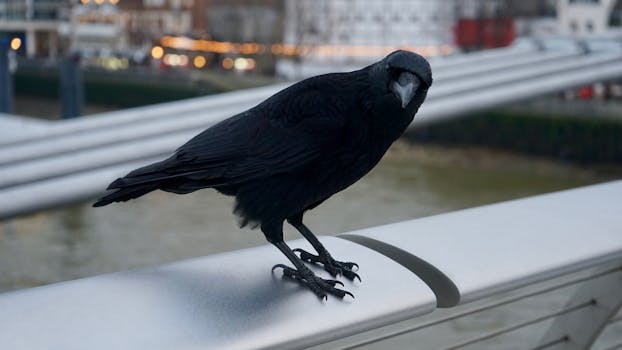 A detailed shot of a  bird crow perched on a bridge railing in an urban setting.